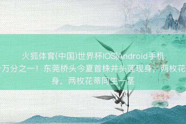 火狐体育(中国)世界杯IOS|Android手机app下载 十万分之一!东莞桥头今夏首株并头莲现身,两枚花蒂同生一茎